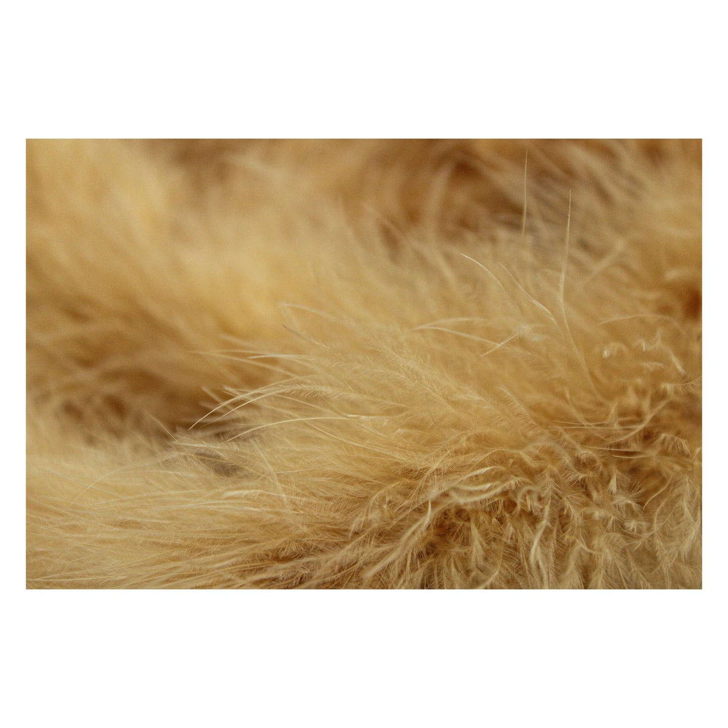 Marabou